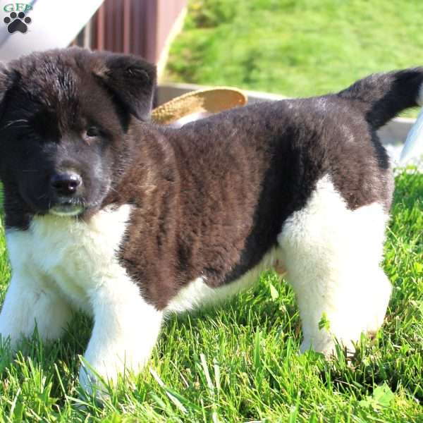 Bill, Akita Puppy